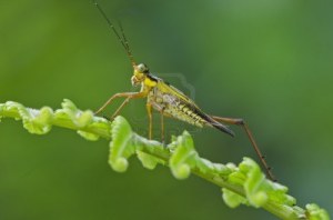 Il suicidio di un ortottero ensifero