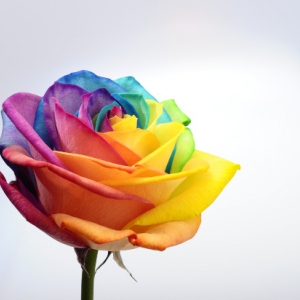 17 maggio: Giornata mondiale contro l’omofobia