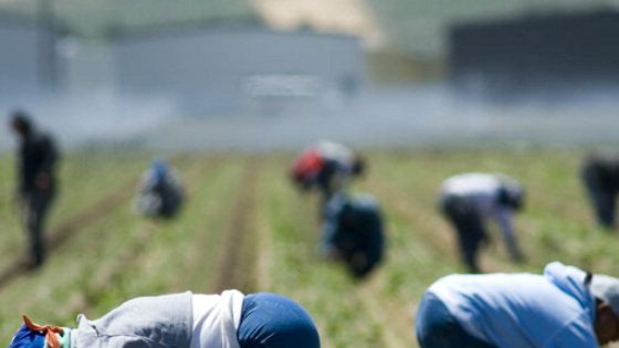 Ddl contro il caporalato