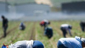 Ddl contro il caporalato