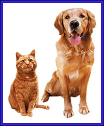 Anche cani e gatti hanno Alzheimer