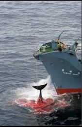 Crisi diplomatica Australia - Giappone per balene