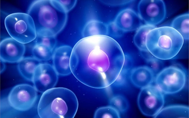 Staminali inoffensive