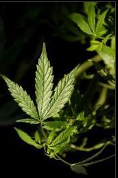 Usa: primo distributore di Marijuana