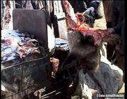 Volpi e visoni scuoiati vivi per le pellicce