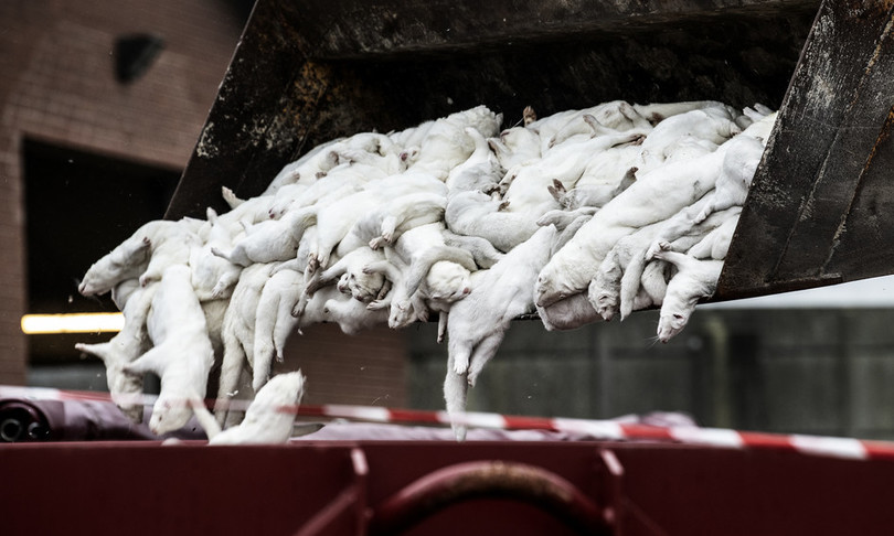 Danimarca, lo scandalo dei visoni